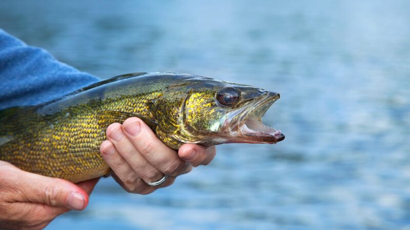 House bill names walleye the official state fish in Ohio – Outdoor News