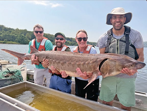 Hudson River researchers in New York boat rare Atlantic sturgeon – Outdoor News