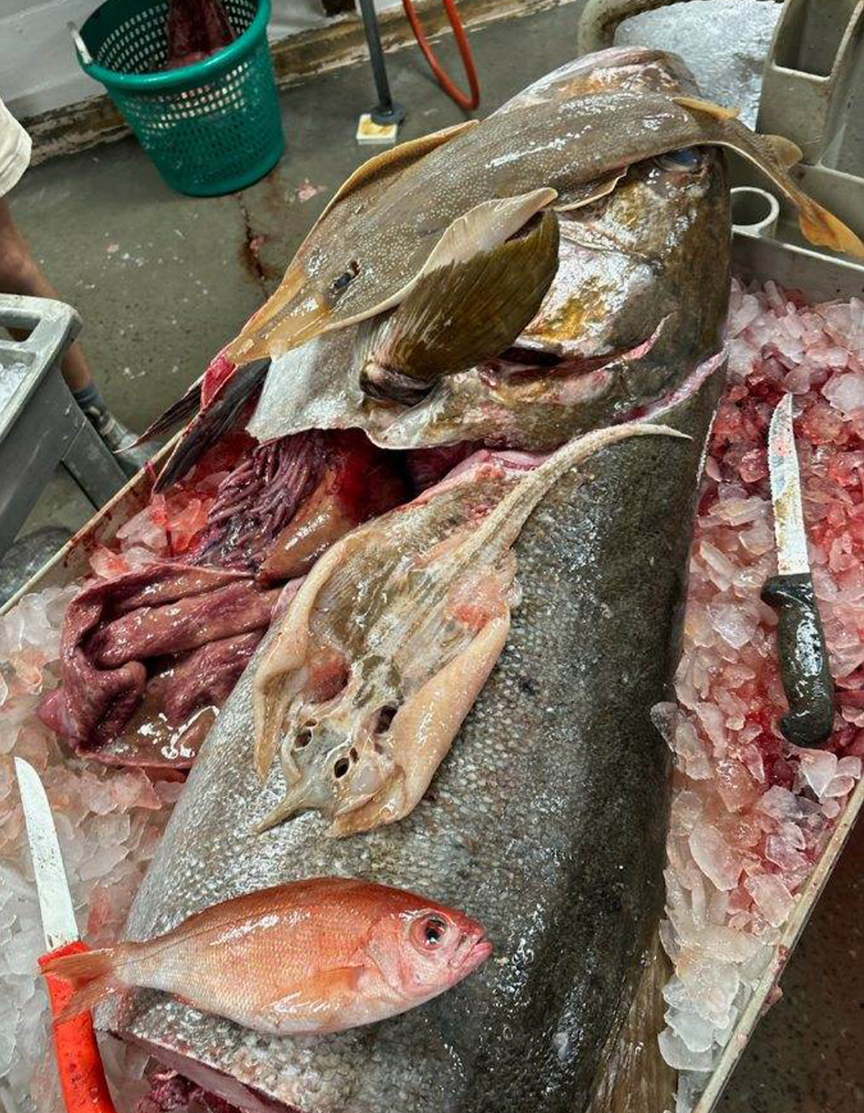 A processed amberjack with fish found in its belly.