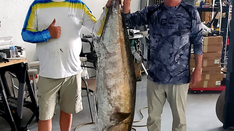 Huge Amberjack That Ate Snapper Off Angler’s Line Breaks South Carolina Record