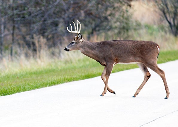 Indiana research looks at hunting’s effect on deer-vehicle collisions – Outdoor News