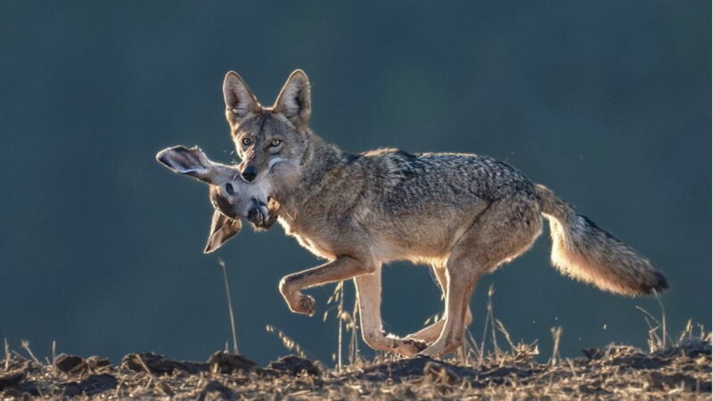 Is That a Two-Headed Coyote? Look Closer.