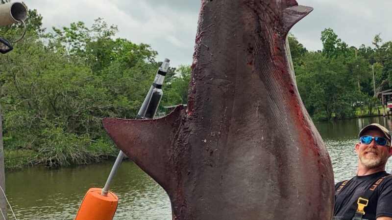 ‘It Was a Brutal Fight.’ Alabama Tourney Fisherman Catches Pending State-Record Bull Shark