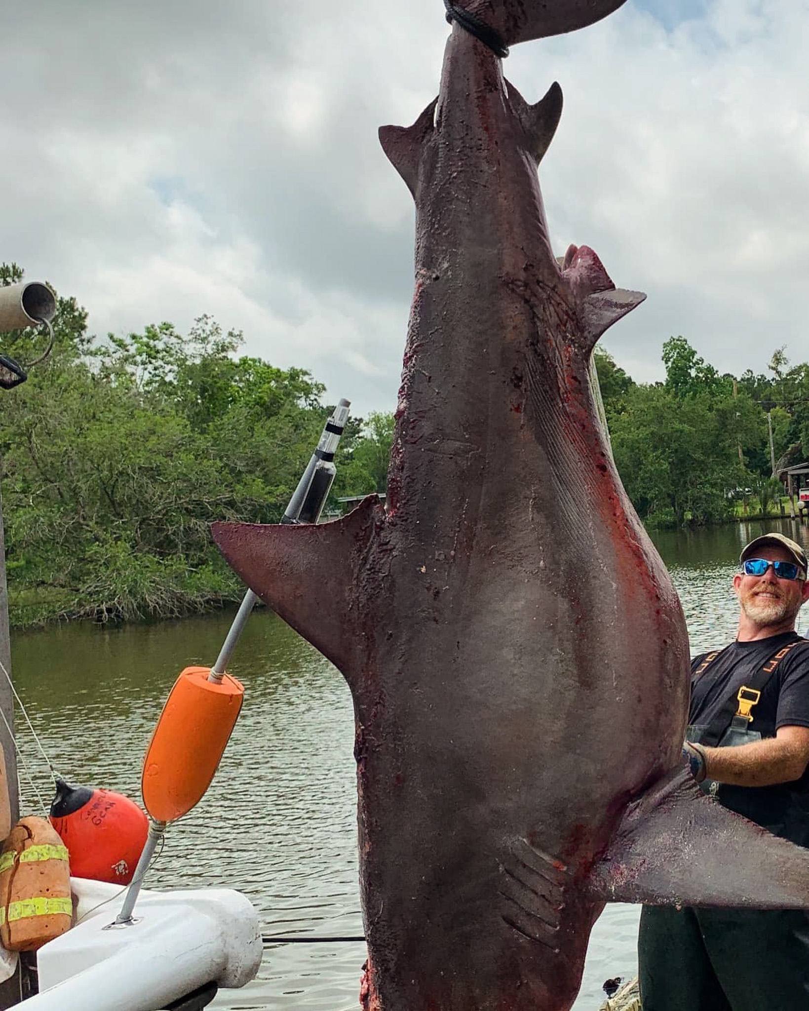 A big bull shark hangs by the tail.