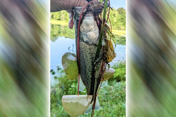 Jeff Frischkorn: There’s something about fishing farm ponds – Outdoor News