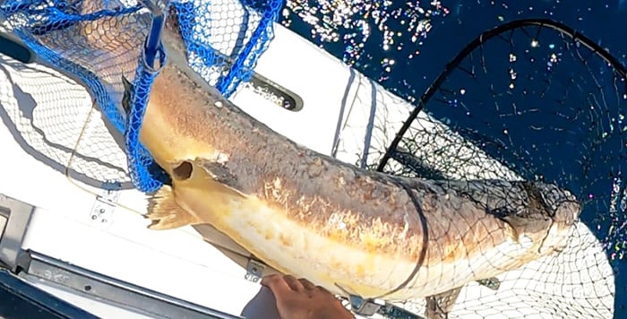 Lake Michigan fisherman: ‘Holy crap – it’s a sturgeon’ – Outdoor News