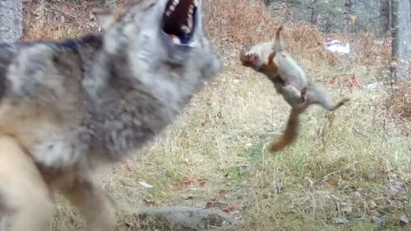 Lunch Bites Back: Wolf Pup vs. Squirrel Battle