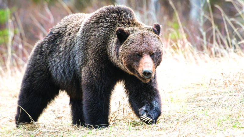 Man picking berries kills grizzly bear in Montana – Outdoor News