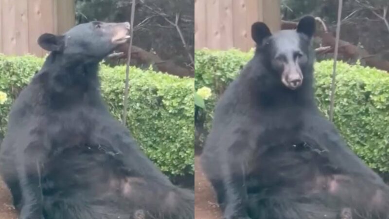 Massive ‘Well-Fed’ Bear Visits a Washington Backyard