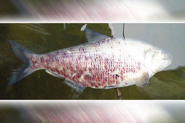 Mike Schoonveld: Can fish get school immunity? – Outdoor News