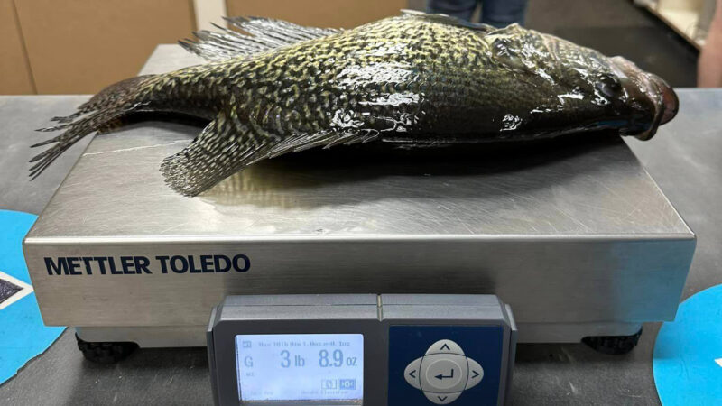 Minnesota Angler Breaks His Own State Record With 17.5-Inch Crappie