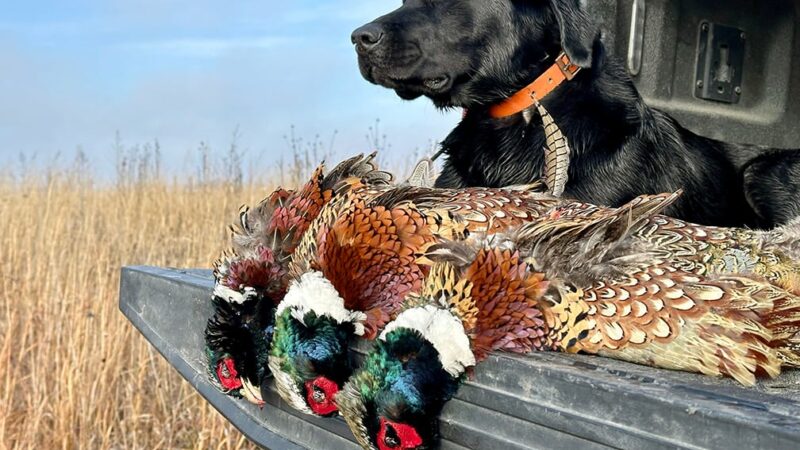 Minnesota wildlife officials dread the toll spring rains took on pheasants – Outdoor News