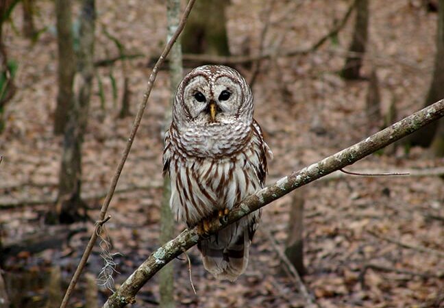 MN Daily Update: A plan to kill barred owls to save spotted owls – Outdoor News