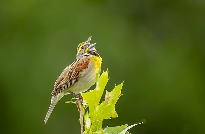 Nature Smart: A tough-to-classify bird – Outdoor News