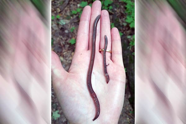 New law in Minnesota targets invasive ‘jumping’ worms – Outdoor News