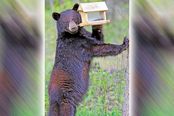 New York DEC encourages bear awareness – Outdoor News