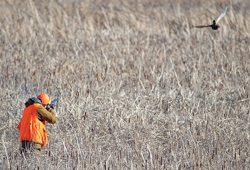 New York DEC expands sponsored pheasant hunt program – Outdoor News