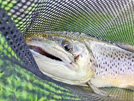 New York DEC proposals would tweak certain local trout stream regulations – Outdoor News