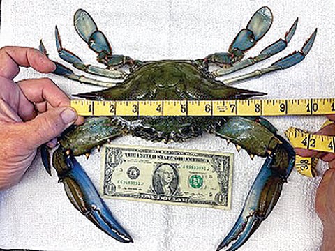 New York Mixed Bag: DEC announces new state record blue crab – Outdoor News