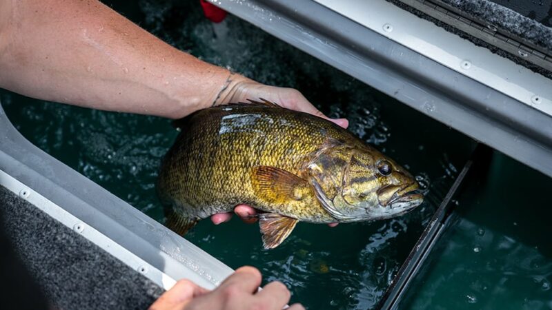 New York’s St. Lawrence River ranked top bass water in U.S. – Outdoor News