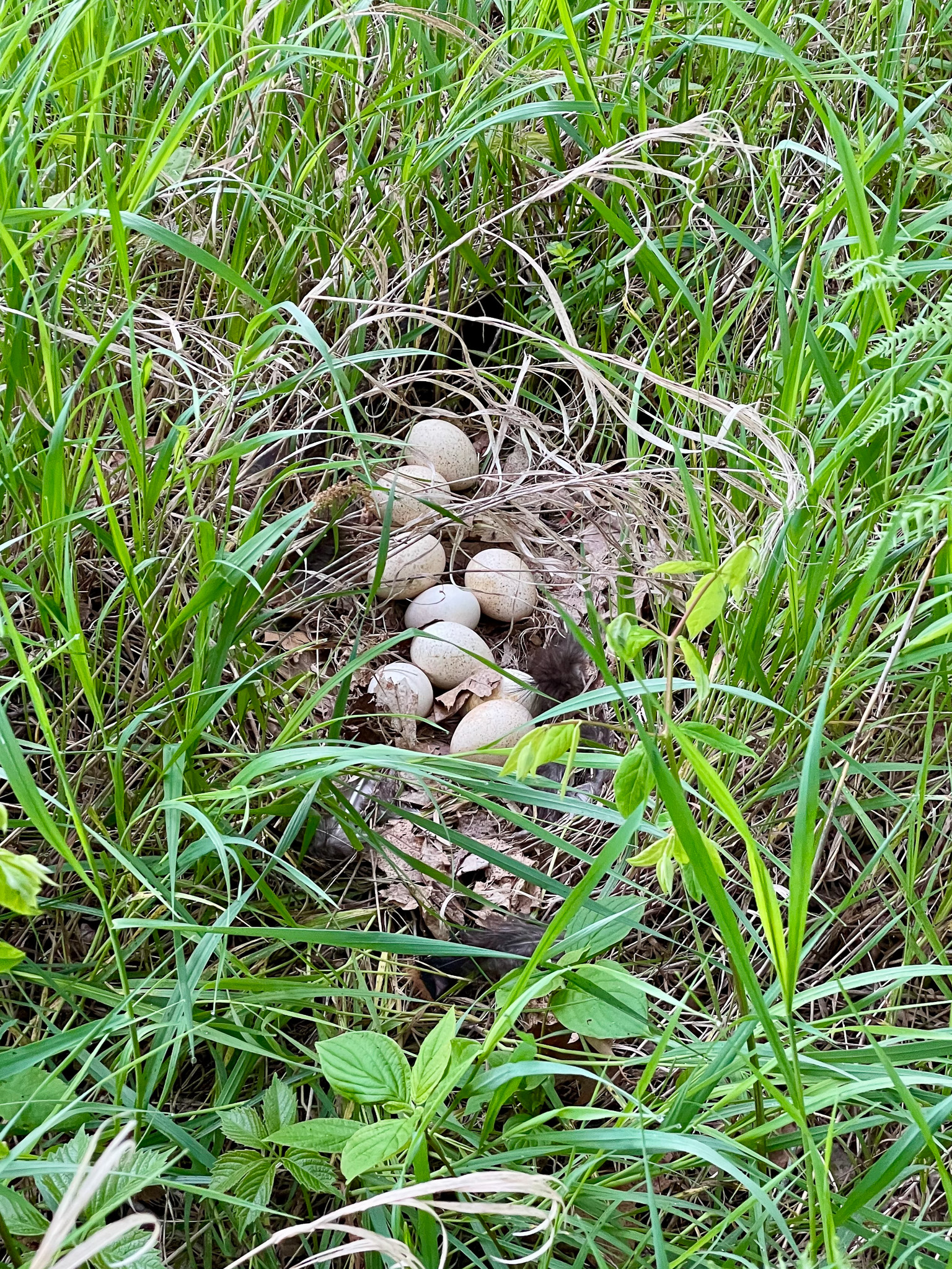 A turkey nest in Wisconsin.