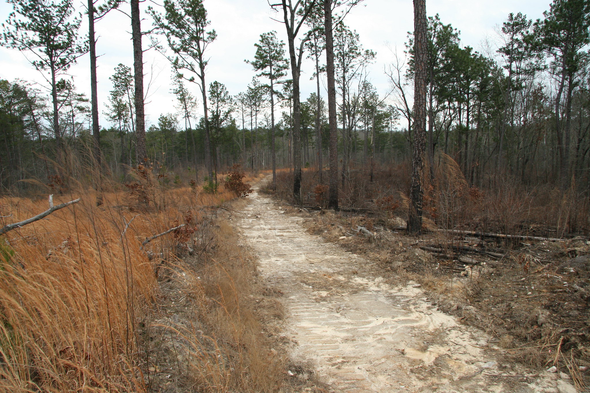 Comparing burns in longleaf pines.