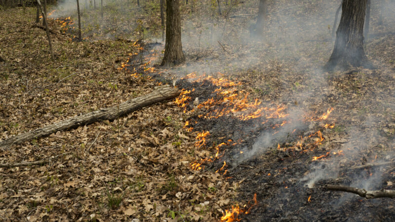 No, Your Prescribed Burn Isn’t Killing Loads of Fawns and Turkey Poults