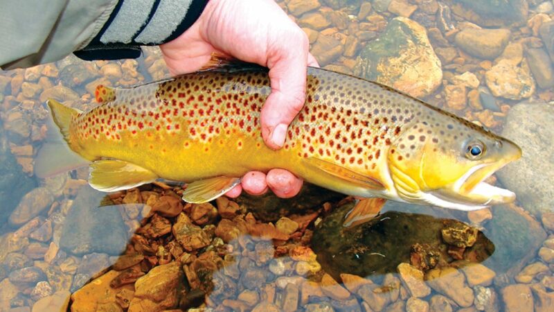 Officials say a big ‘flush’ of southeast Minnesota streams has been good for fish habitat – Outdoor News