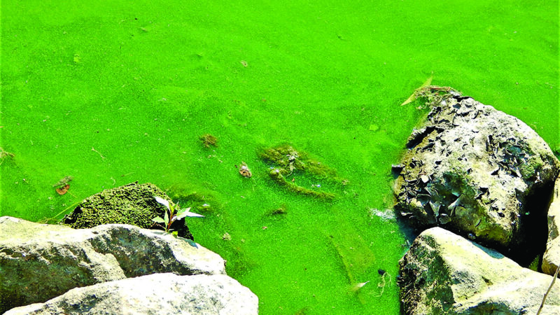 Ohio Insider: Sandy Bihn continues the fight against Lake Erie algae blooms – Outdoor News