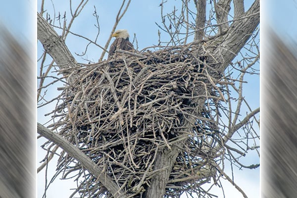Ohio’s spring survey shows bald eagles thriving in the state – Outdoor News
