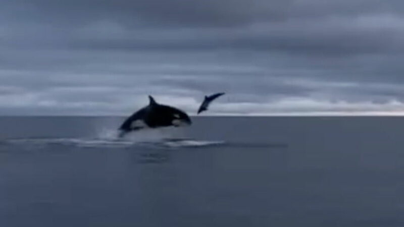 Orcas Take Turns Head-Butting Smaller Dolphin in Brutal Video