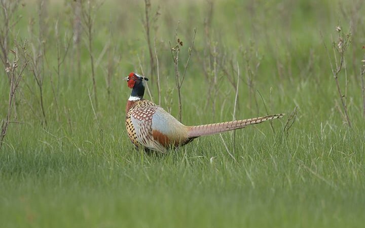 Pheasant crowing counts up in North Dakota, conditions not as beneficial for ducks this spring – Outdoor News