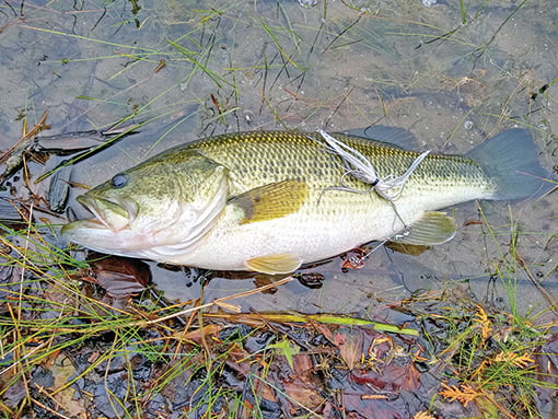 Pond-hopping for summer bass in the Catskills of New York – Outdoor News