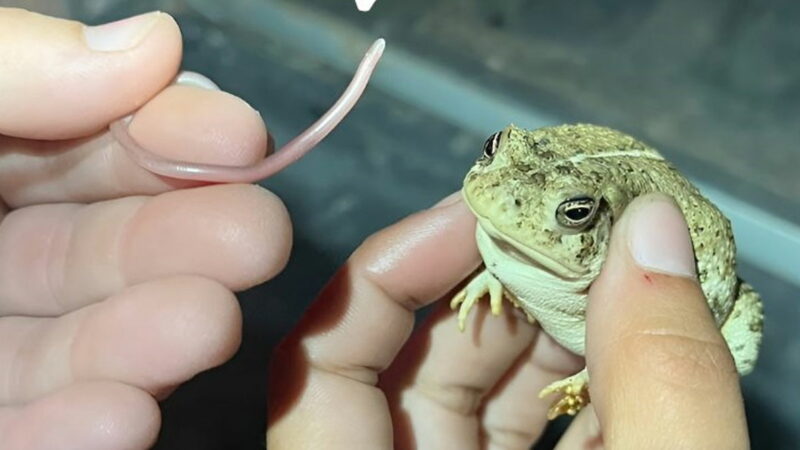 Rare Animal Discovered Inside a Toad’s Mouth