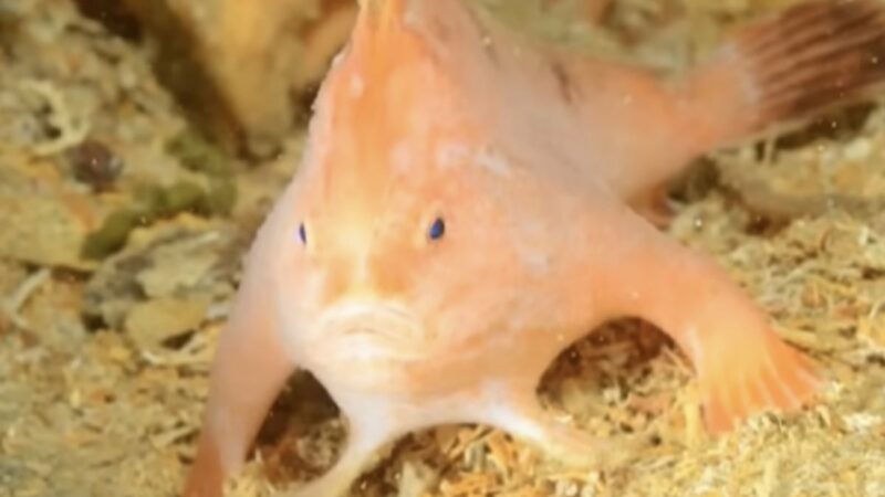 Rare Find: Divers Spot Grumpy Pink Fish With ‘Hands’ and a Mohawk
