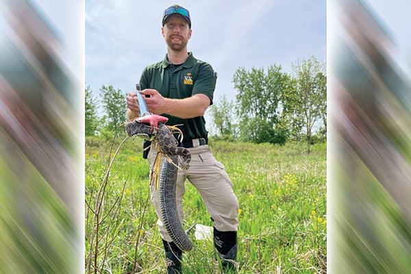 Rare rattlesnake species found in Ohio – Outdoor News
