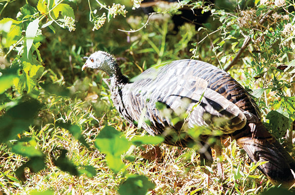 Report turkey, grouse sightings this summer to help management in Ohio – Outdoor News