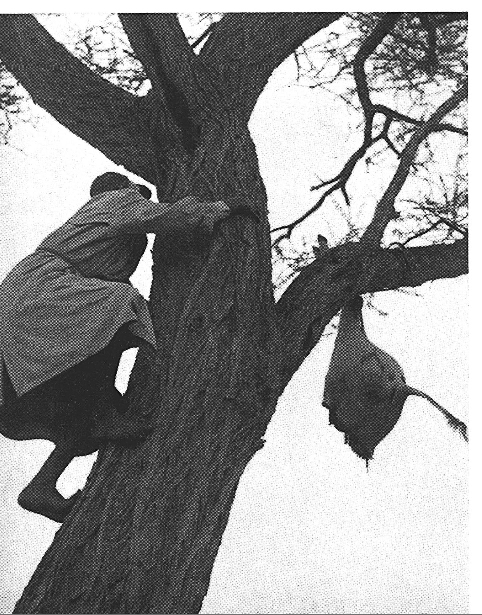 A boy climbs down from a tree holding a leopard bait.