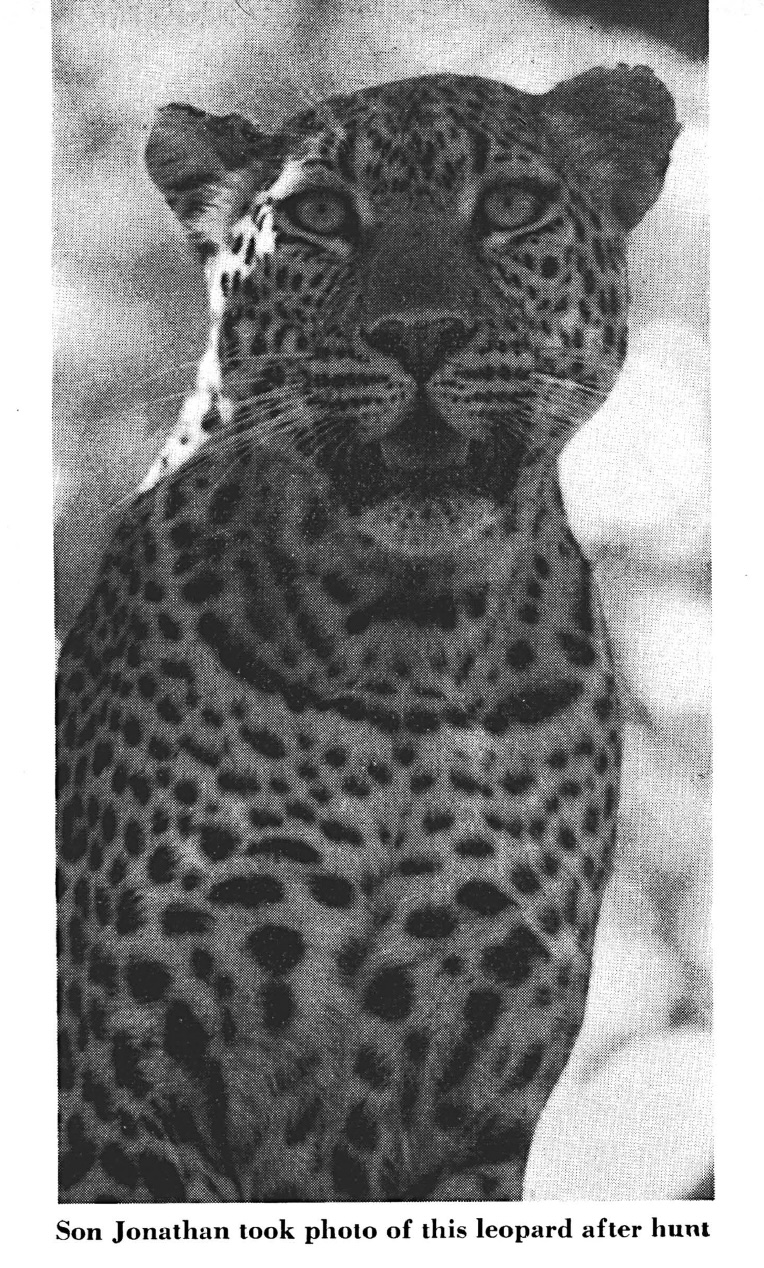 An old black and white photo of a leopard.