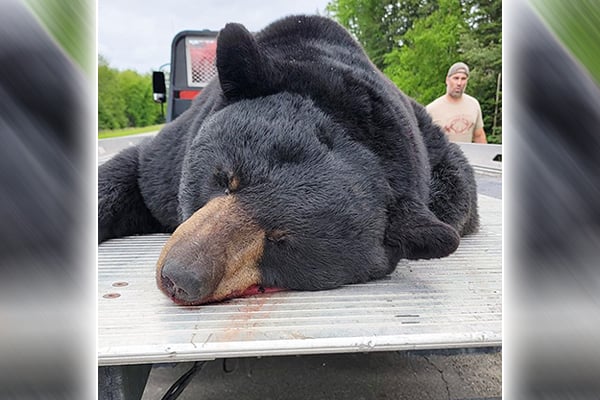 Roughly 470-pound bear hit by vehicle in Alpena County, Mich. – Outdoor News