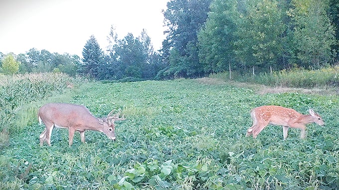 Ryan Rothstein: Time to get to know your local bucks – Outdoor News