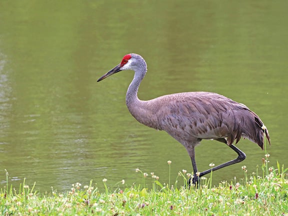 Sandhill cranes may be moving into Pennsylvania – Outdoor News