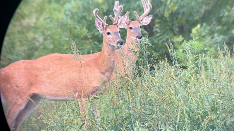 Scouting tip: Never underestimate the power of natural foods to pull in whitetails – Outdoor News