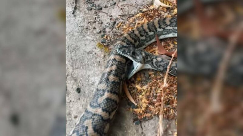 Snake Dies Biting Itself, And You’ll Never Guess Why