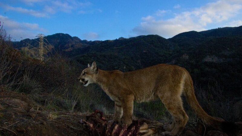 Sound On: Listen to a Mountain Lion’s Eerie Call