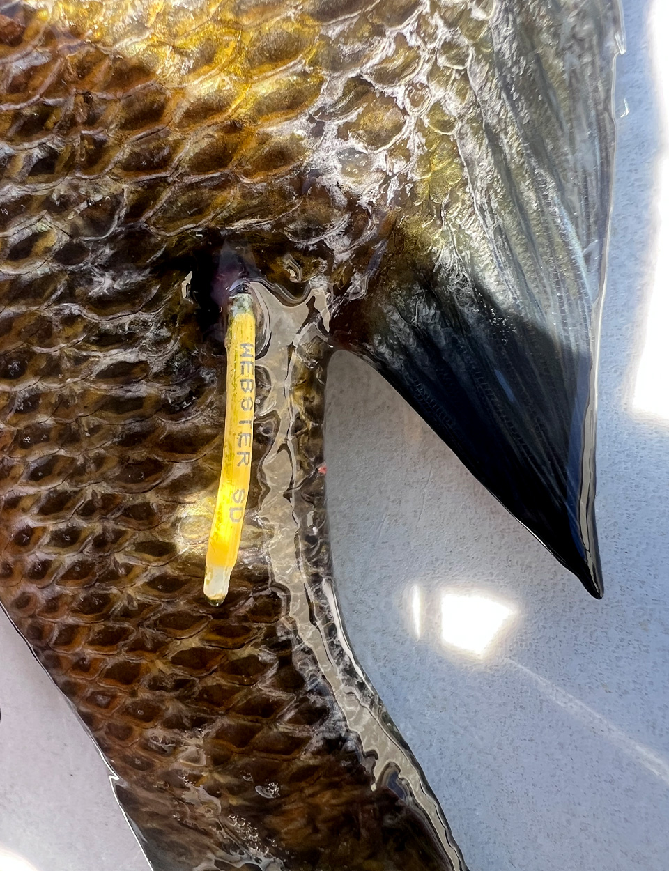 A bluegill with a tag in it.