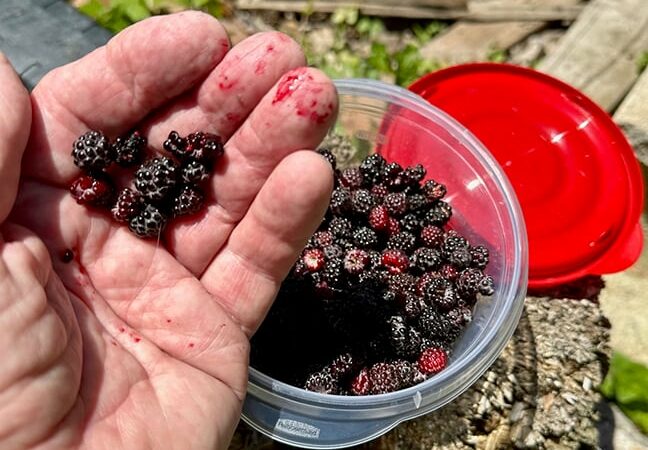 Steve Pollick: Berry picking could help lead to your buck this fall – Outdoor News