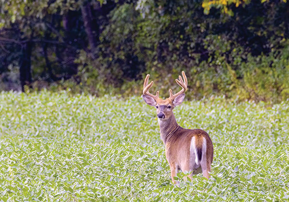 Summer scouting could lead to your fall whitetail – Outdoor News