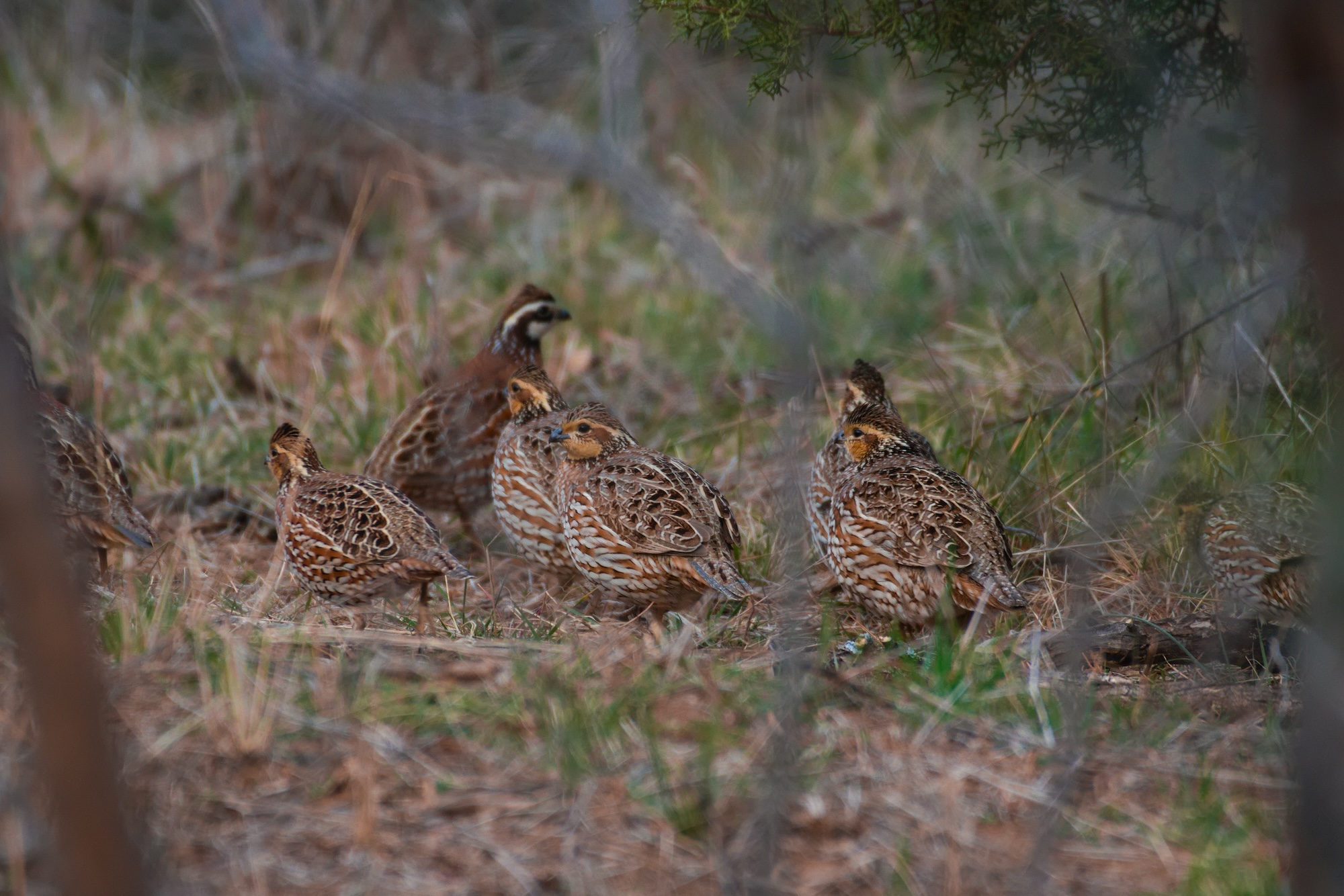 A covey of bobwhite quail.