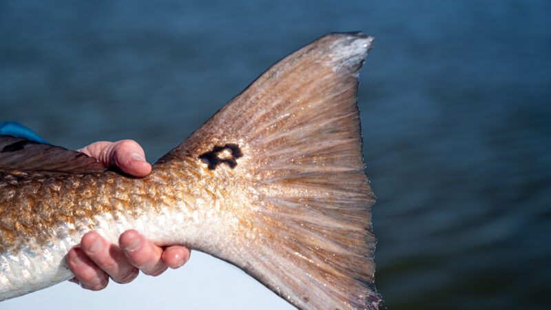 Texas Will Stock Its One Billionth Saltwater Gamefish This July